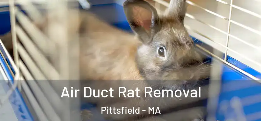  Air Duct Rat Removal Pittsfield - MA